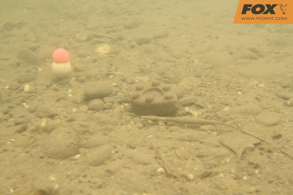 FOX - 529312513396515384601954675542n.jpg